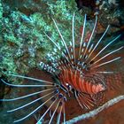 Clearfin lionfish