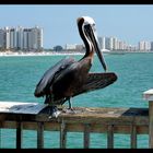 Clearwater Beach