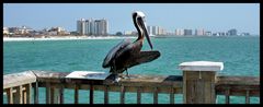 Clearwater Beach