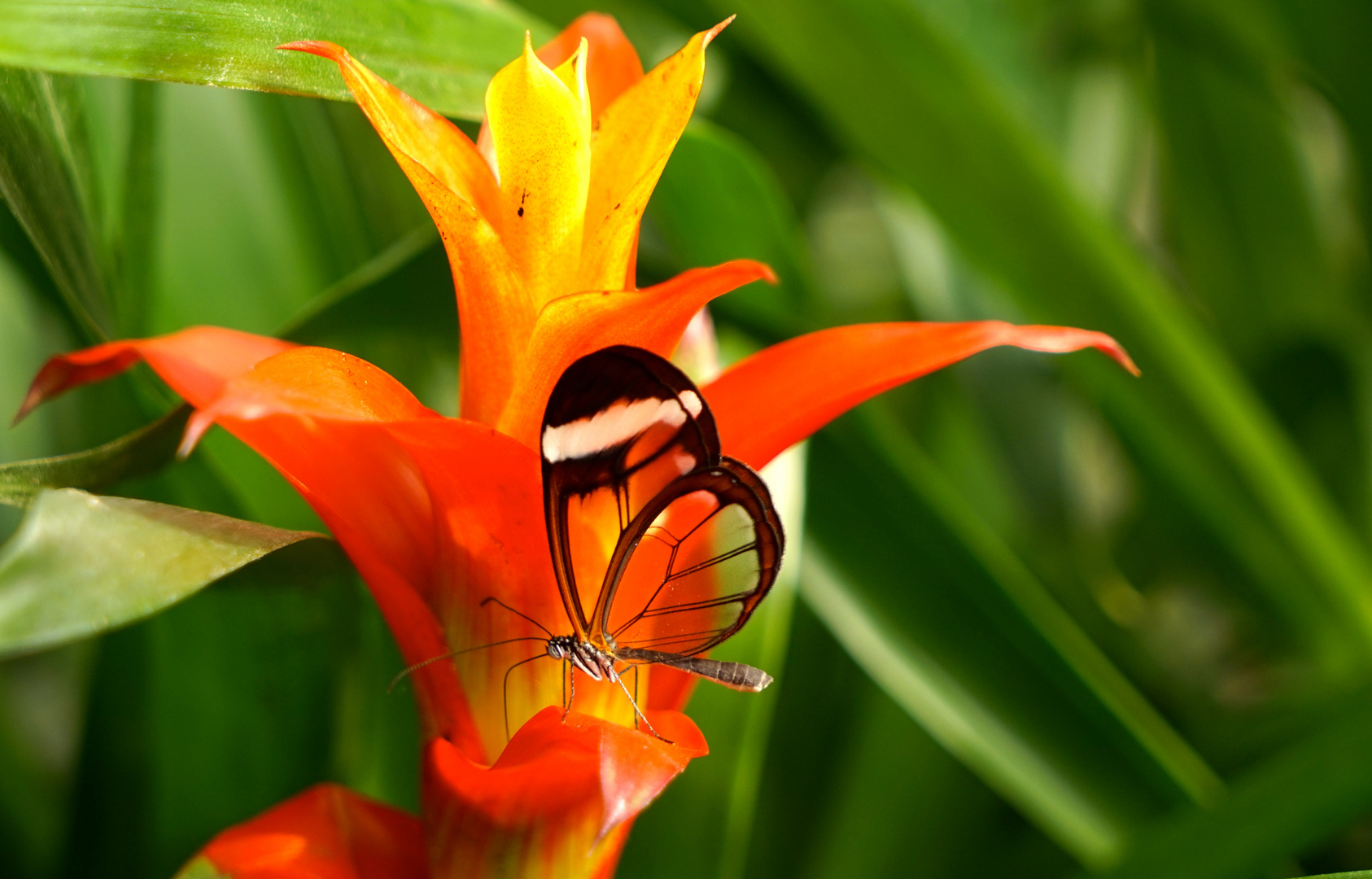 clearwing-Schmetterling