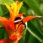 clearwing-Schmetterling