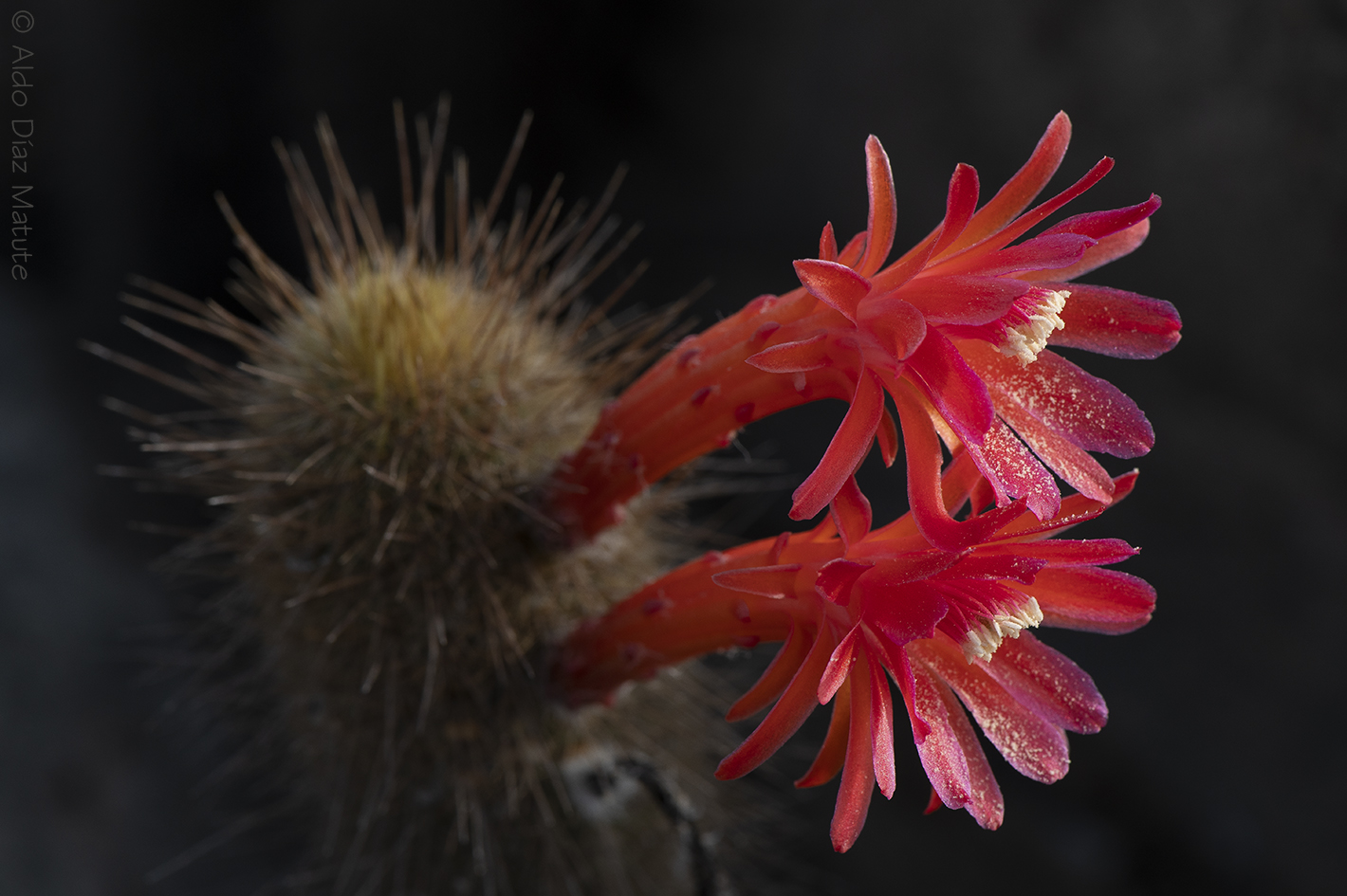 Cleistocactus acanthurus