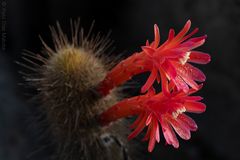 Cleistocactus acanthurus