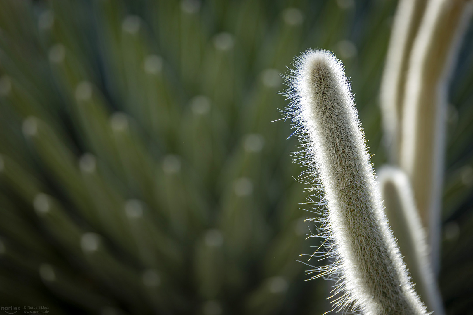 cleistocactus ritteri