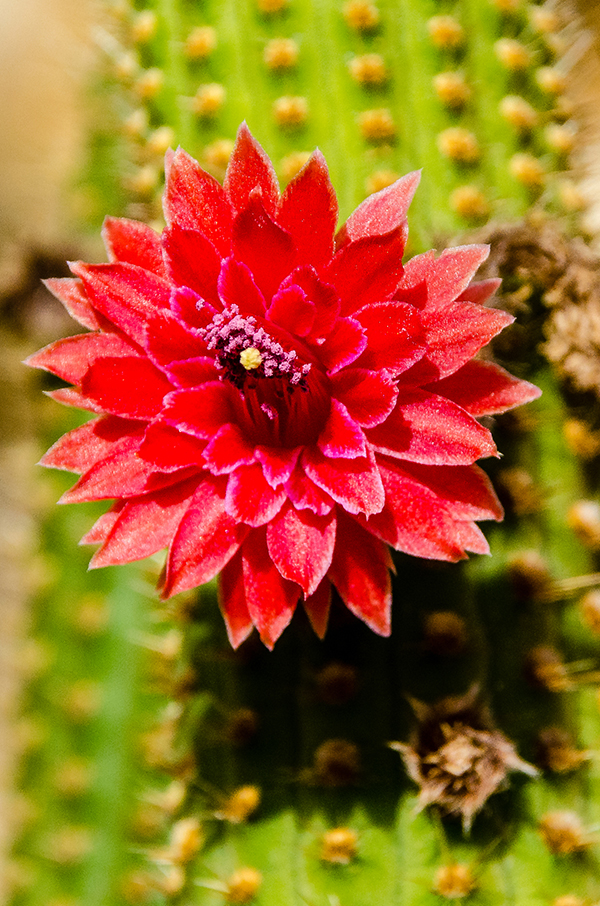 Cleistocactus Samaipatanus