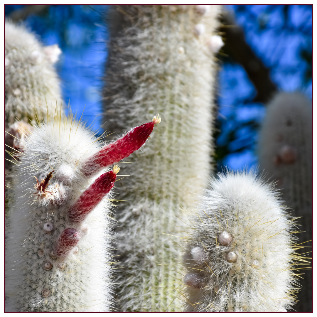 Cleistocactus Strausii 1