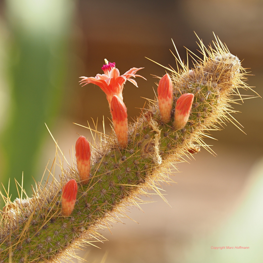 Cleistocactus_samaipatanus