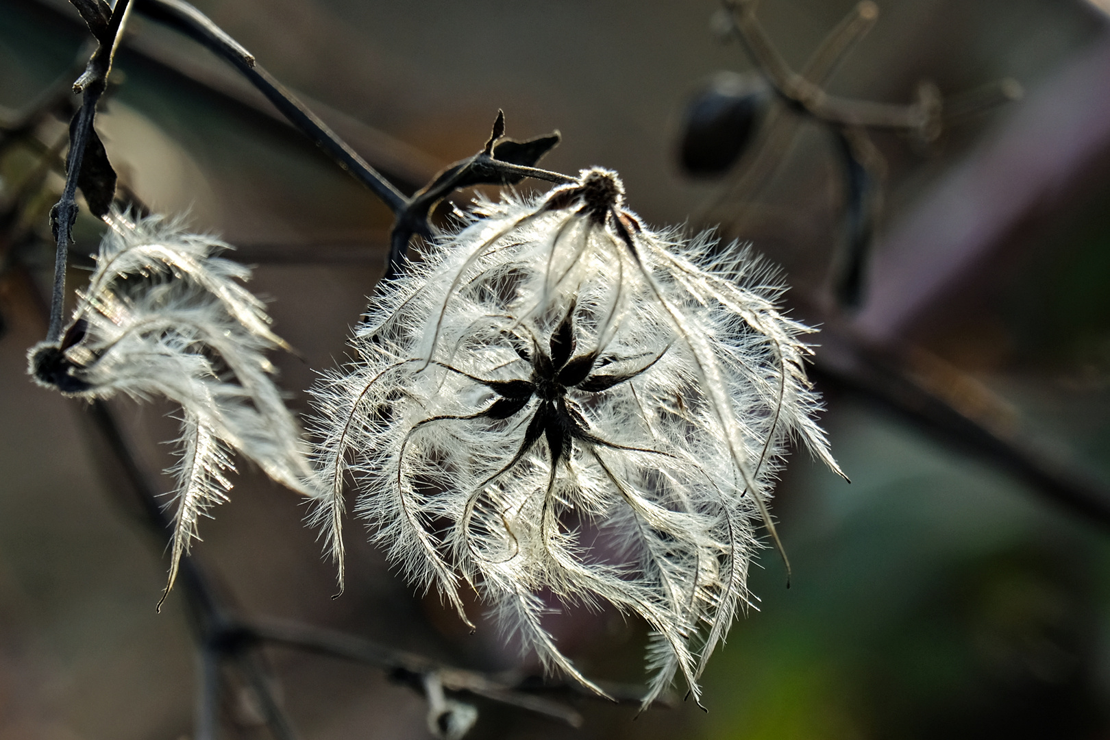 Clemantis im Winter