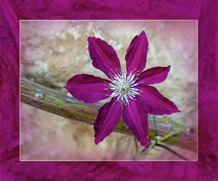 Clemátide en flor