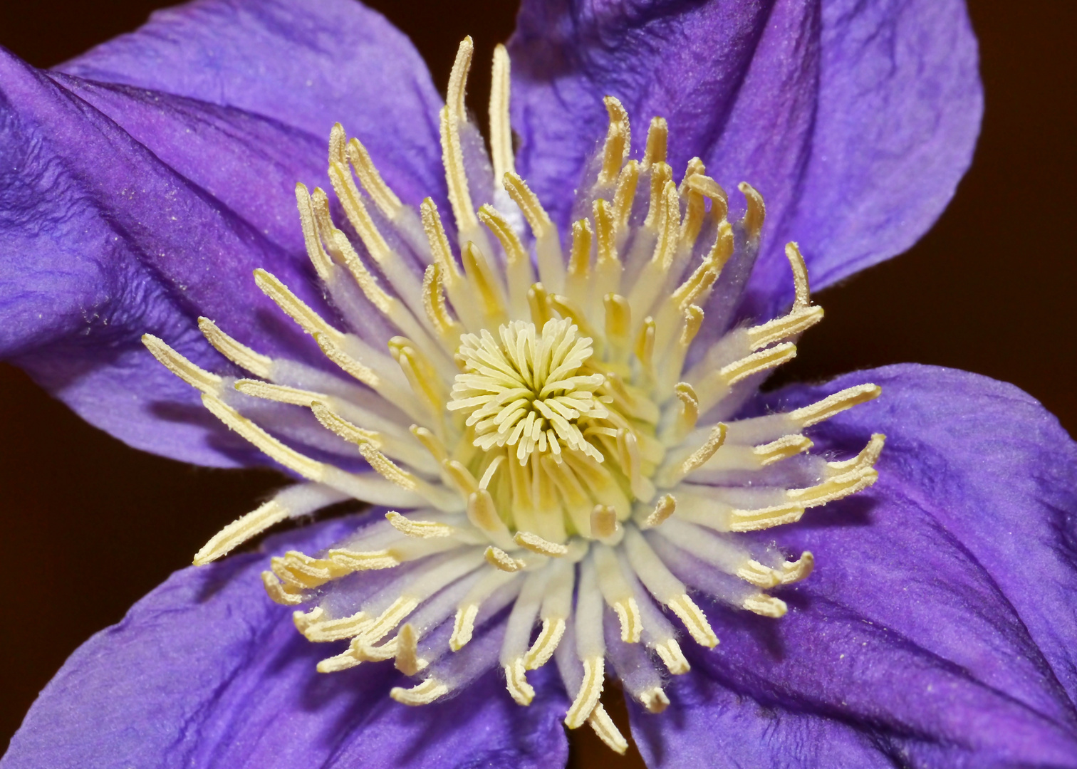 Clematina ;-)