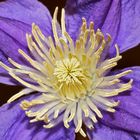 Clematina ;-)