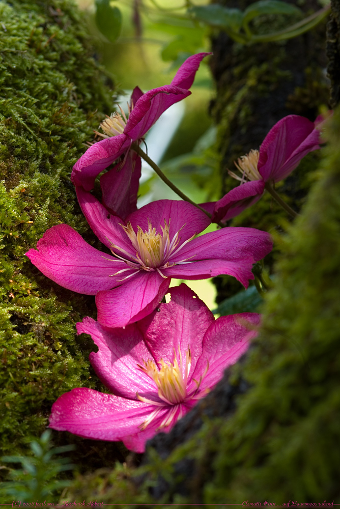 Clematis #001 ... auf Baummoos ruhend