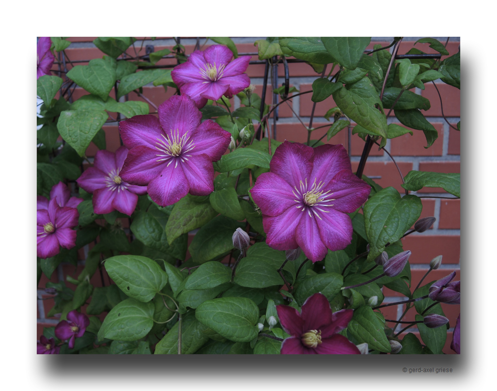 Clematis # 0090