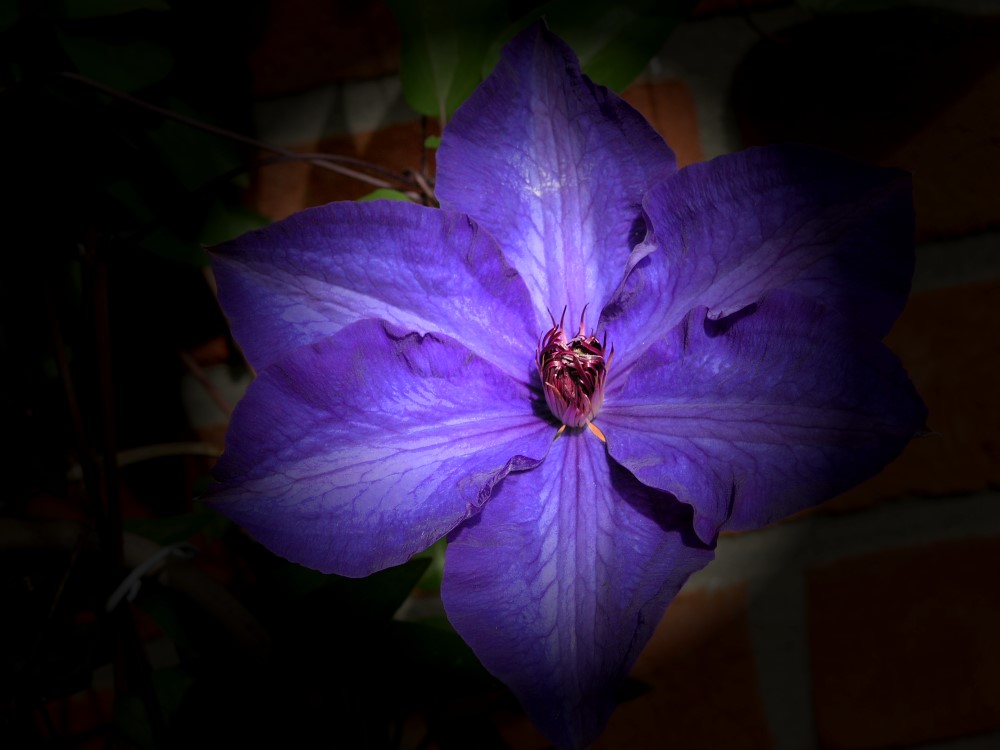 Clematis