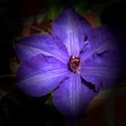 Clematis