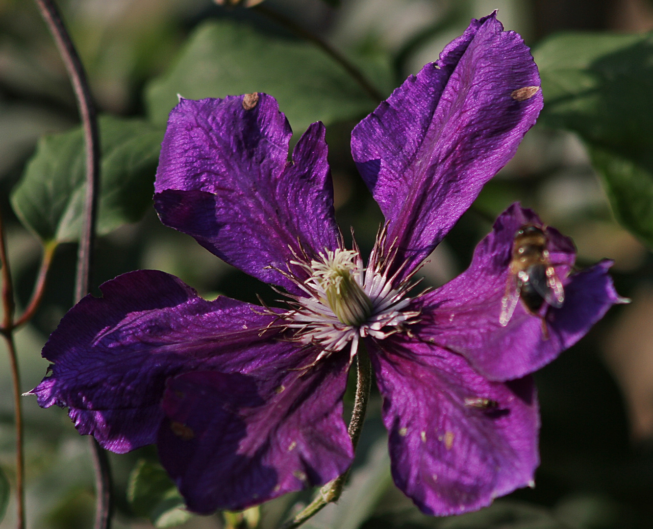 Clematis /01