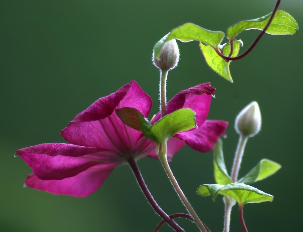 Clematis