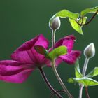 Clematis