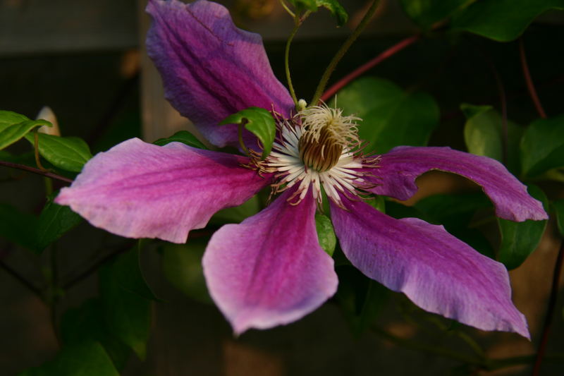 Clematis