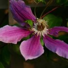 Clematis