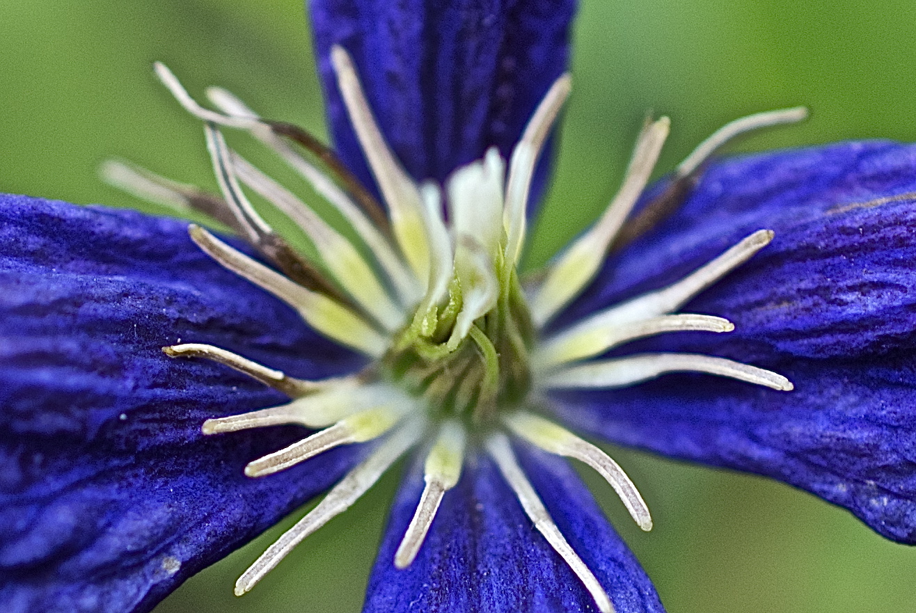 Clematis