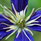 Clematis