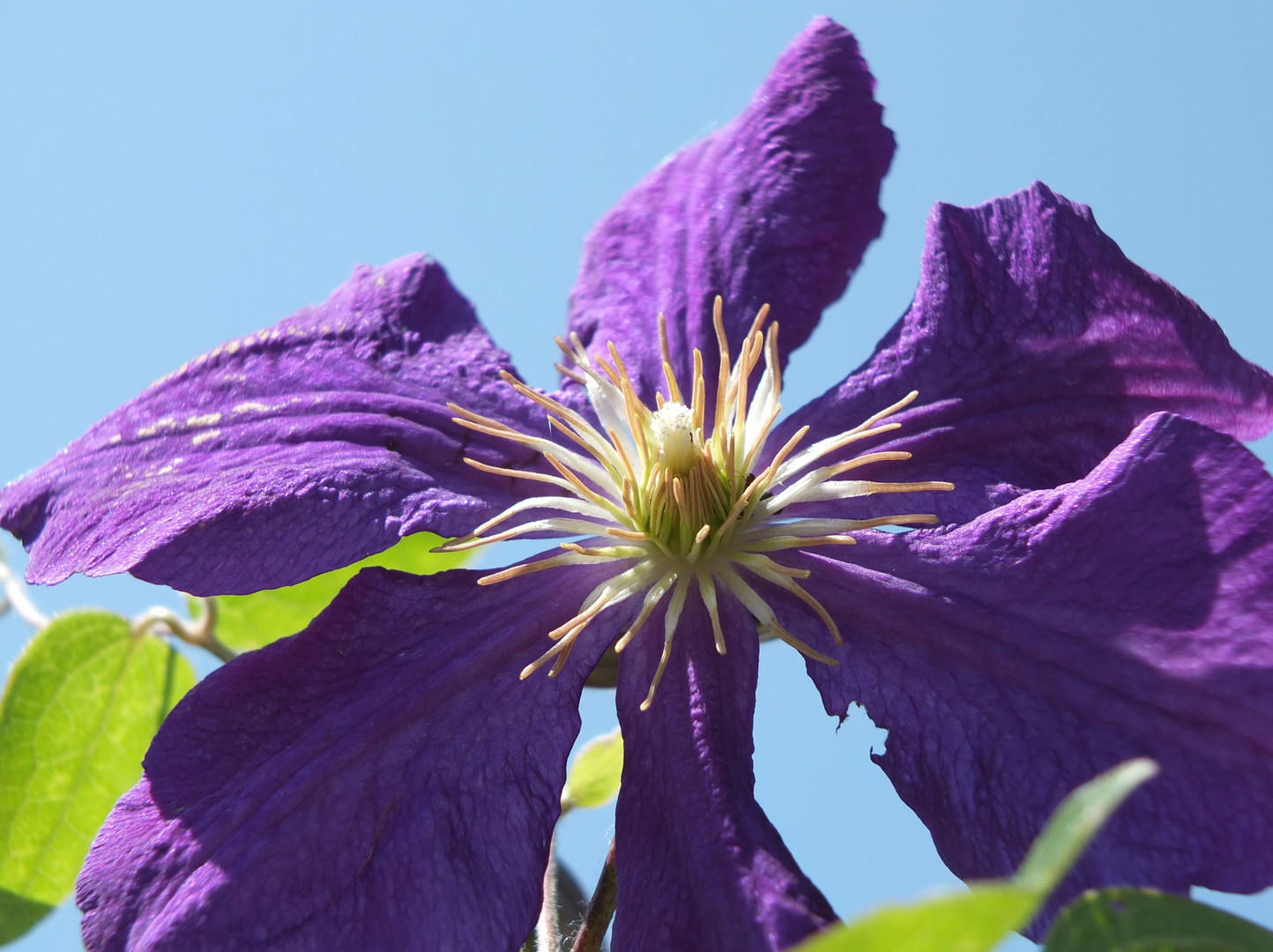 Clematis