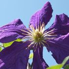 Clematis