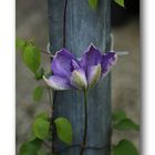 Clematis # 0284