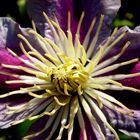 Clematis