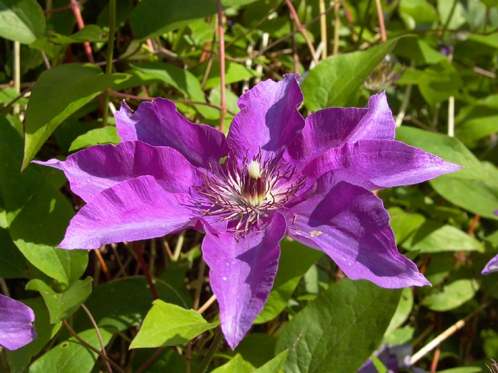 Clematis