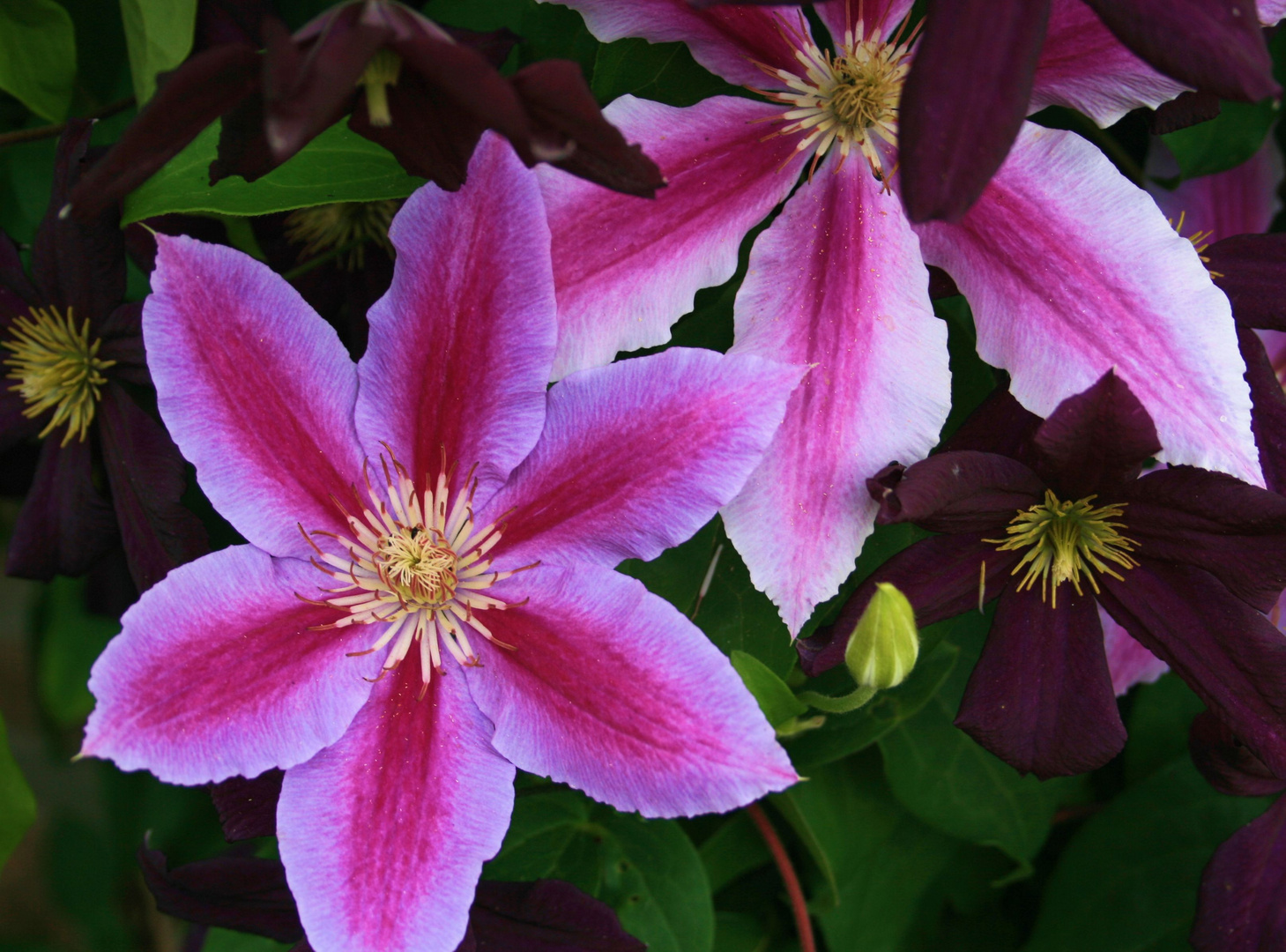 Clematis