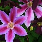 Clematis