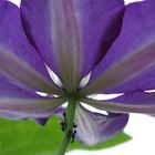 Clematis