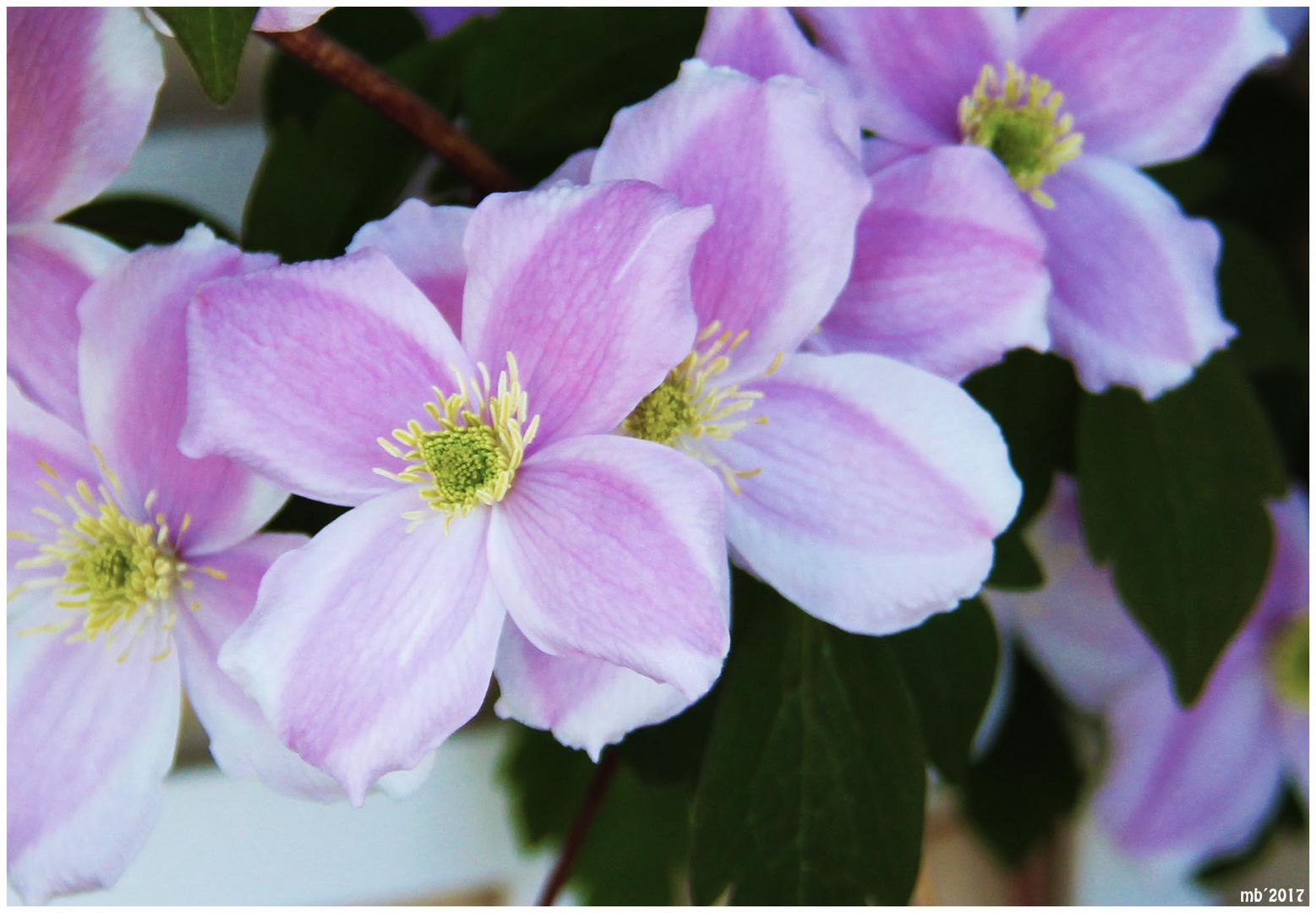 Clematis