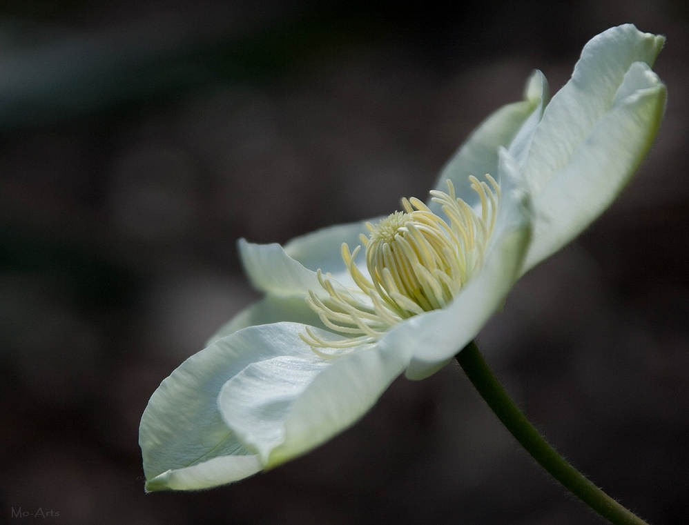 Clematis