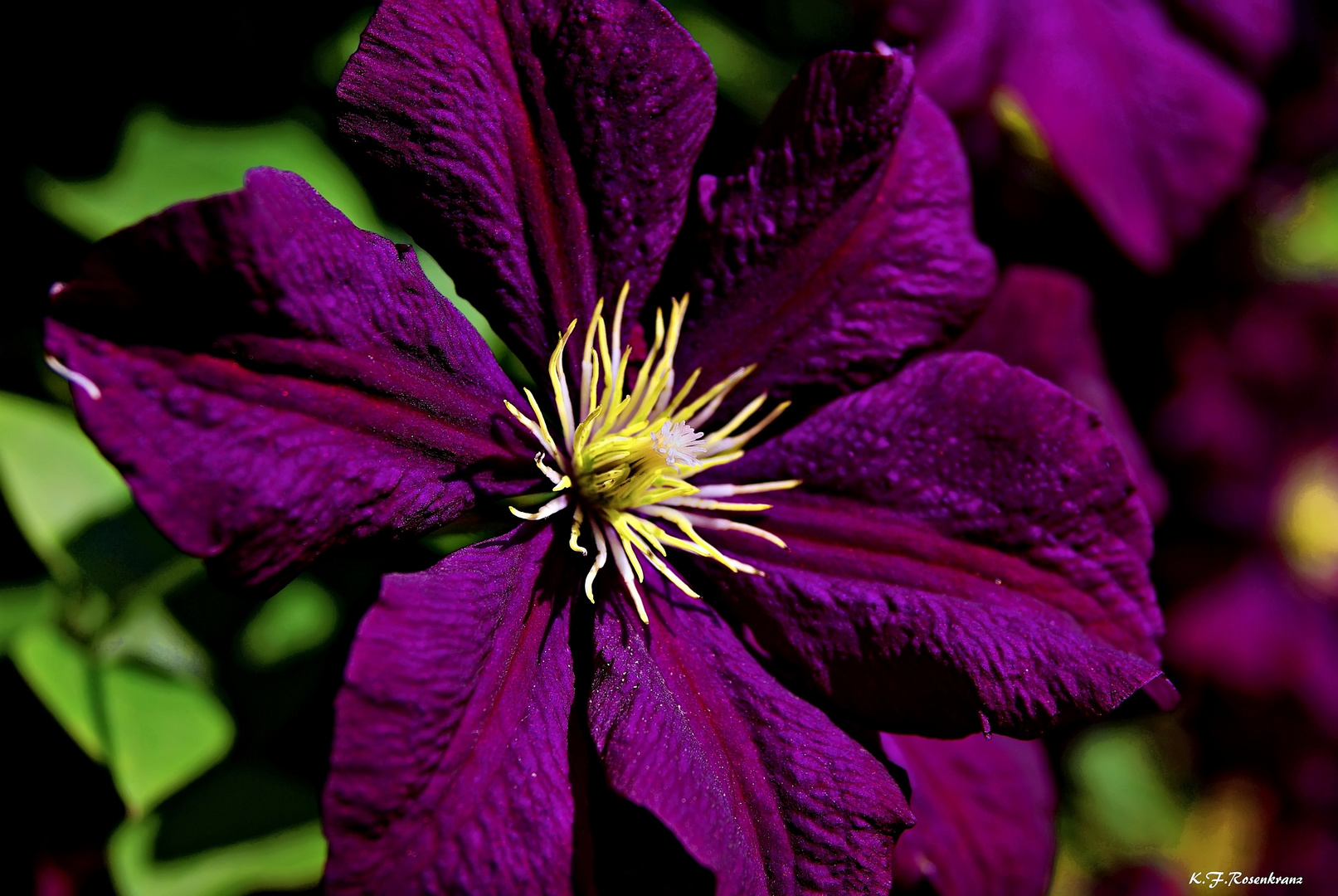 Clematis