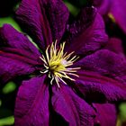 Clematis