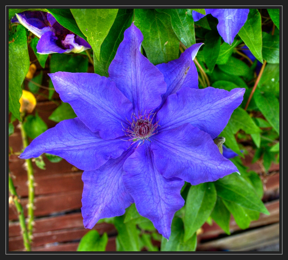 Clematis