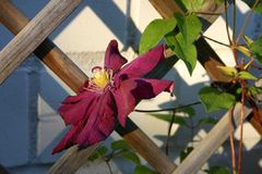 Clematis