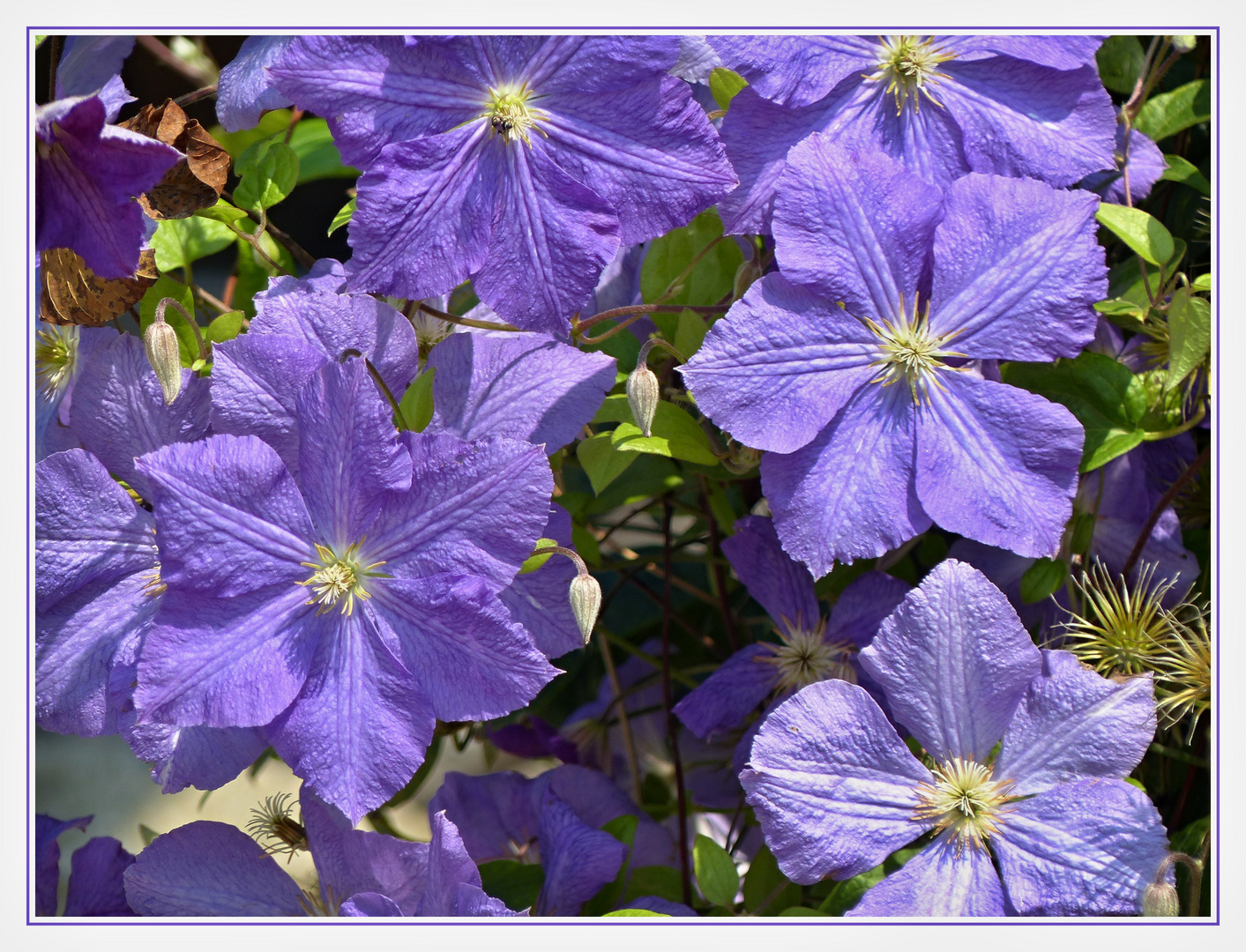 CLEMATIS