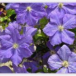 CLEMATIS