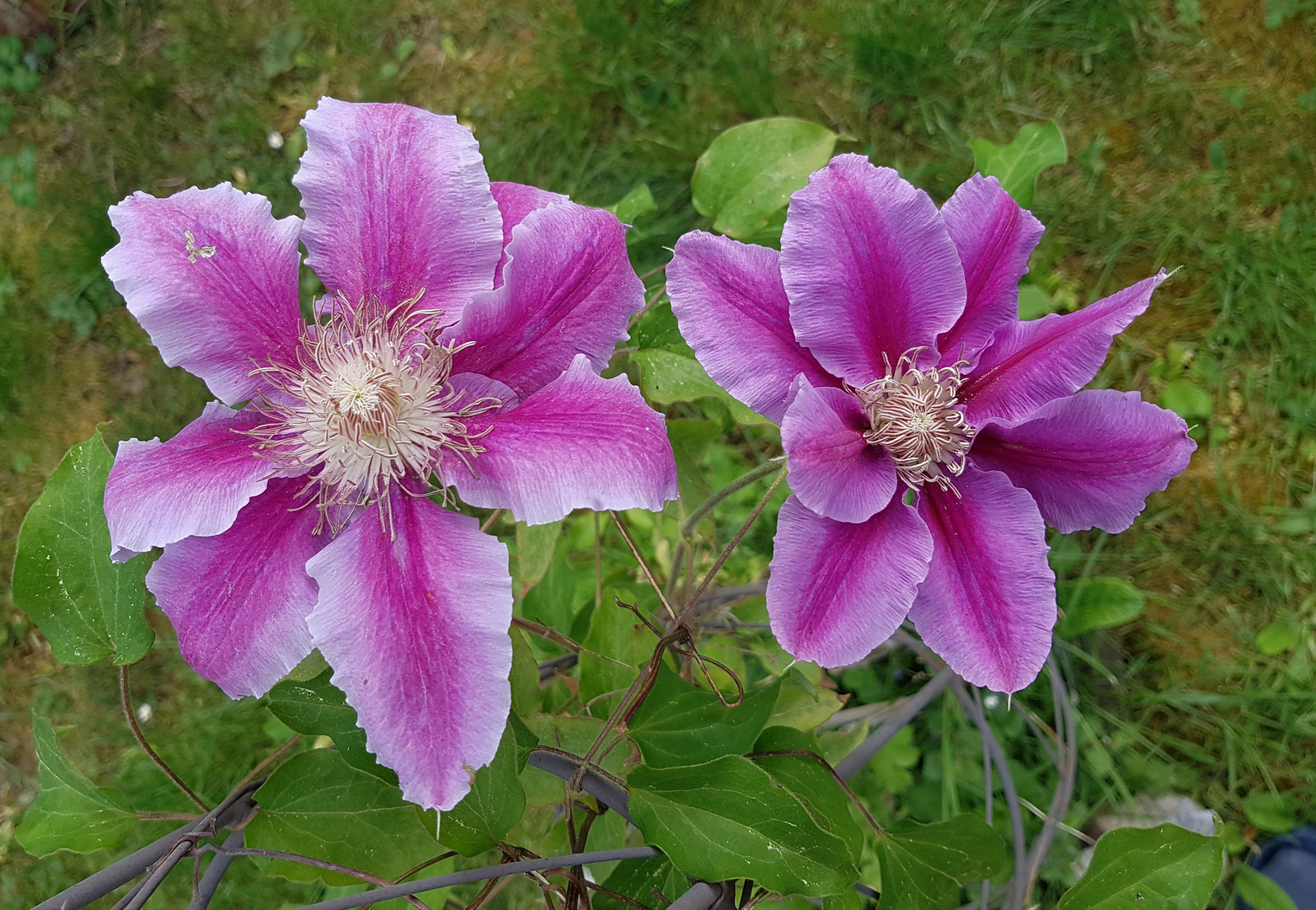 Clematis