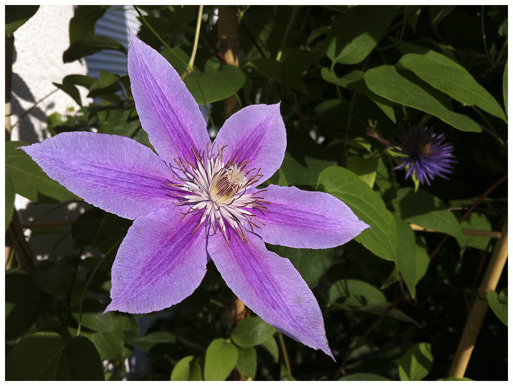 Clematis