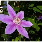 Clematis