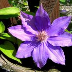 Clematis