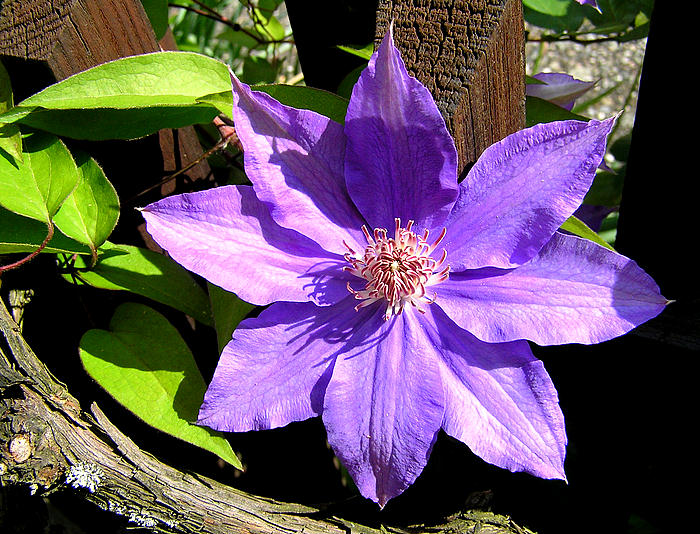 Clematis Foto & Bild pflanzen, pilze & flechten, blüten