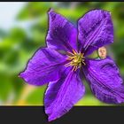 ~~~ Clematis ~~~