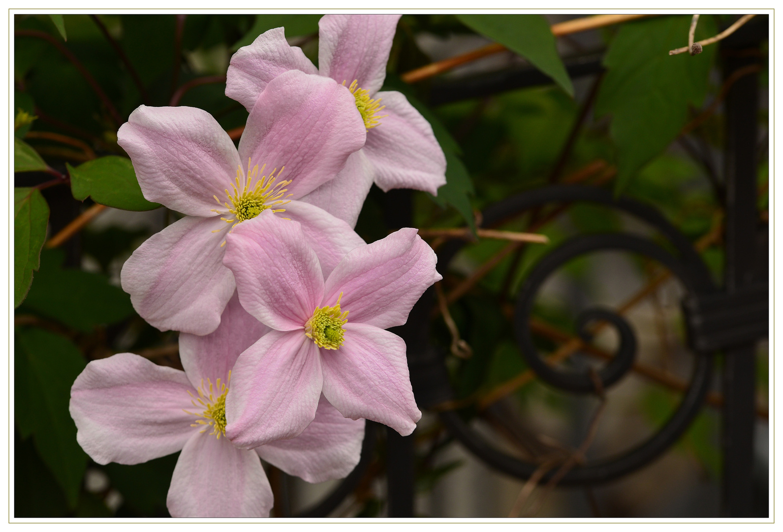 Clematis