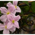 Clematis